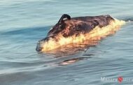 Mazara. Carcassa di cetaceo nelle acque antistanti il lungomare San Vito, stamane la rimozione