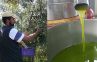 “Sulla via dell’olio novello”, dalla raccolta delle olive alla degustazione dell'olio EVO
